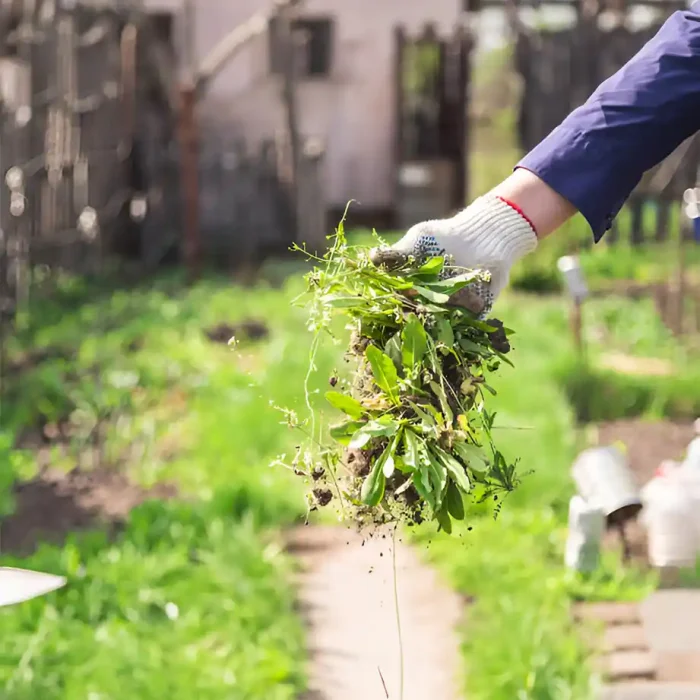 Hand in Hand Unkraut aus einem Garten ziehen